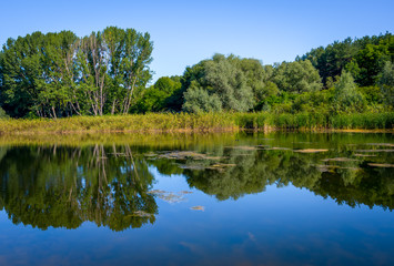 Fototapeta na wymiar Pond on a sunny day
