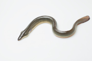 新鮮なウナギ
