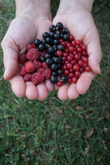 Curranta and chokeberry in hands