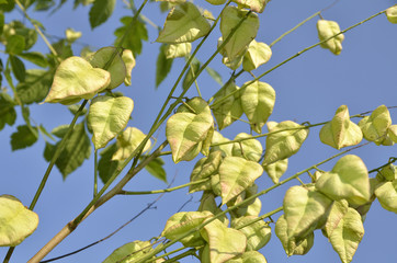 Koelreuteria paniculata  tree seed pods blue sky background.