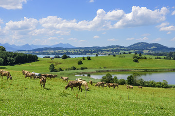ländliches Alpenvorland nahe Füssen