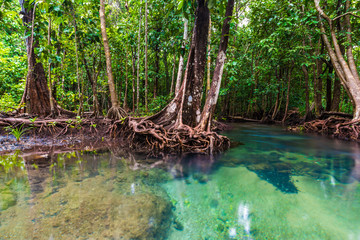 Mangrove trees with the turquoise green water stream