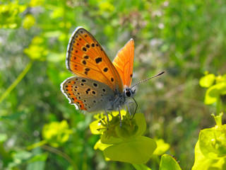 Fototapeta na wymiar Lesser Fiery Copper Lycaena thersamon butterfly feeding on Euphorbia flowers