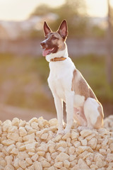 Domestic dog on walk sits on filling brick.