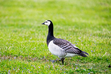Barnacle Goose
