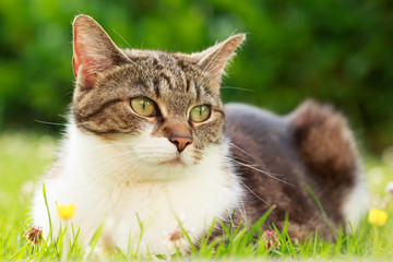 Naklejka na ściany i meble Freundliche Katze im Gras