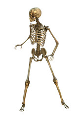 Human Skeleton