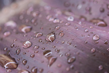 leaf with water drops