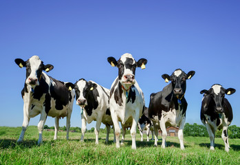 Fünf Holstein-Friesian Milchkühe auf einer Weide vor blauem Himmel