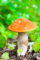 Orange-cap boletus in the forest