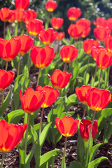 Glowing Red Tulips – A garden of red tulips, backlit by the sunshine.
