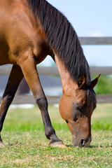 Grazing Bay Arabian Horse – A bay Arabian horse grazes on grass. Fence in background.