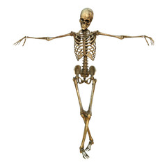 Human Skeleton