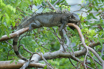 Lazy Iguana in a Tree – An iguana in a tree in the Caribbean.