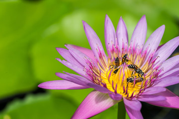 water lily and bee