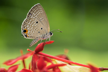 borwn butterfly