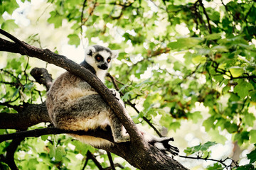 Lemur on tree