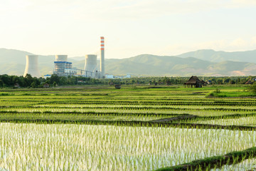 rice farm near power plant