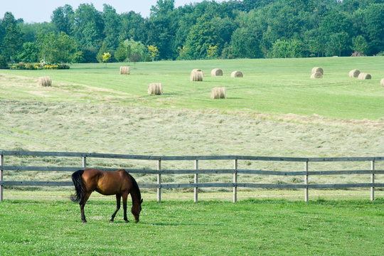 Horse Grazing in Pasture with Hay Field – An Arabian horse grazes in his pasture. Field of hay with round bales in the background.