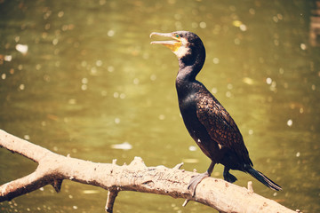 Cormorant on a lake