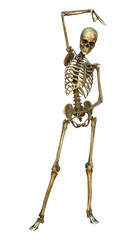 Human Skeleton