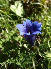 blauer Enzian auf der Alm in Rauris