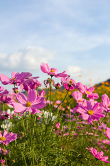 Obraz na płótnie Canvas Pink cosmos flower in garden