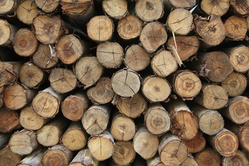 Fototapeta premium Stack of wood logs texture