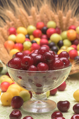 Sour cherry and cherry plums