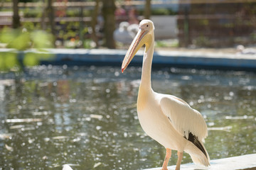 Pelican under the summer sun