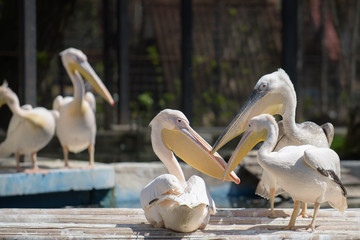 Pelican under the summer sun