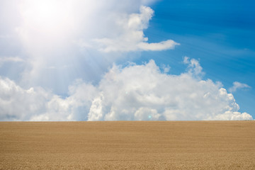Fototapeta premium Beautiful wheat field