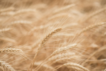 Wheat blown by the wind