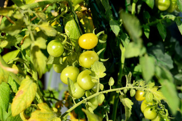 Unreife Cocktailtomaten