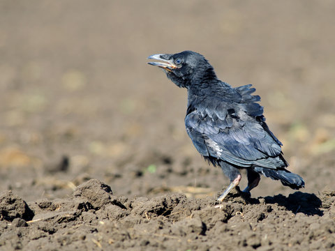 Common raven chick