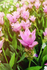 Obraz na płótnie Canvas siam tulip, Beautiful blossom flower in thailand