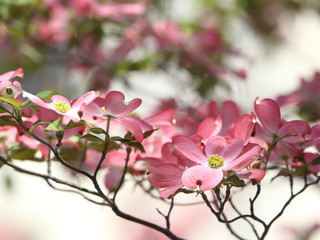 ハナミズキ－花満開