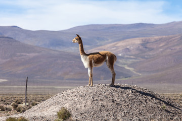 Ritratto di una Vigogna ( vicugna) di profilo su un promontorio peruviano