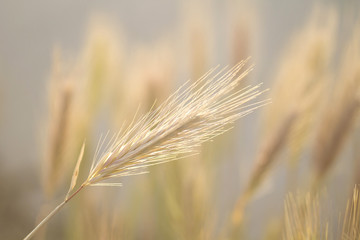 plant dry sunny day