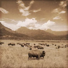 Zelfklevend Fotobehang VS / Yellowstone National Park - Wilde bizons © Brad Pict
