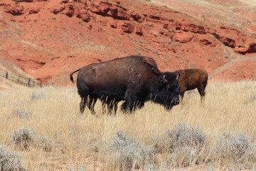 USA / Yellowstone National Park - Bisons sauvages