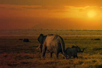 Naklejka premium sunset in Amboseli