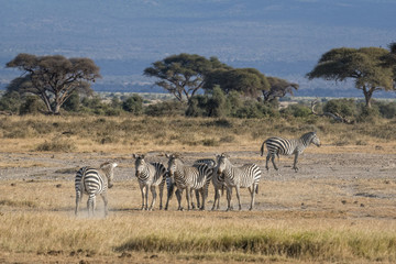 Fototapeta na wymiar harem of zebras