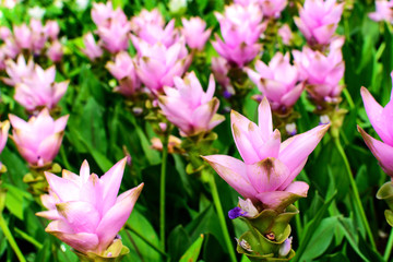siam tulip, Beautiful blossom flower in thailand