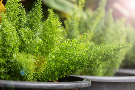 Green ferns in the pots with light