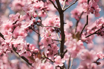 Cherry tree flowers