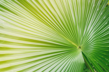 Obraz premium Big palm leaf in color layers