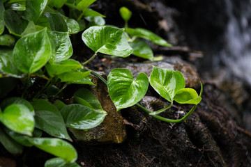 Small tree grow on the wet soil