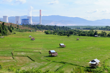 rice farm near power plant