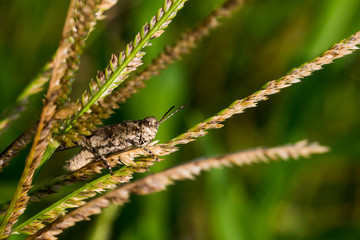 Grasshopper on grass